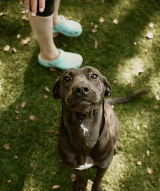 Dipy Pet